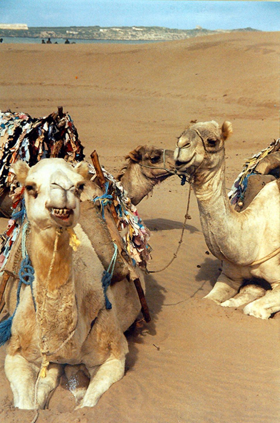 Morocco 73
