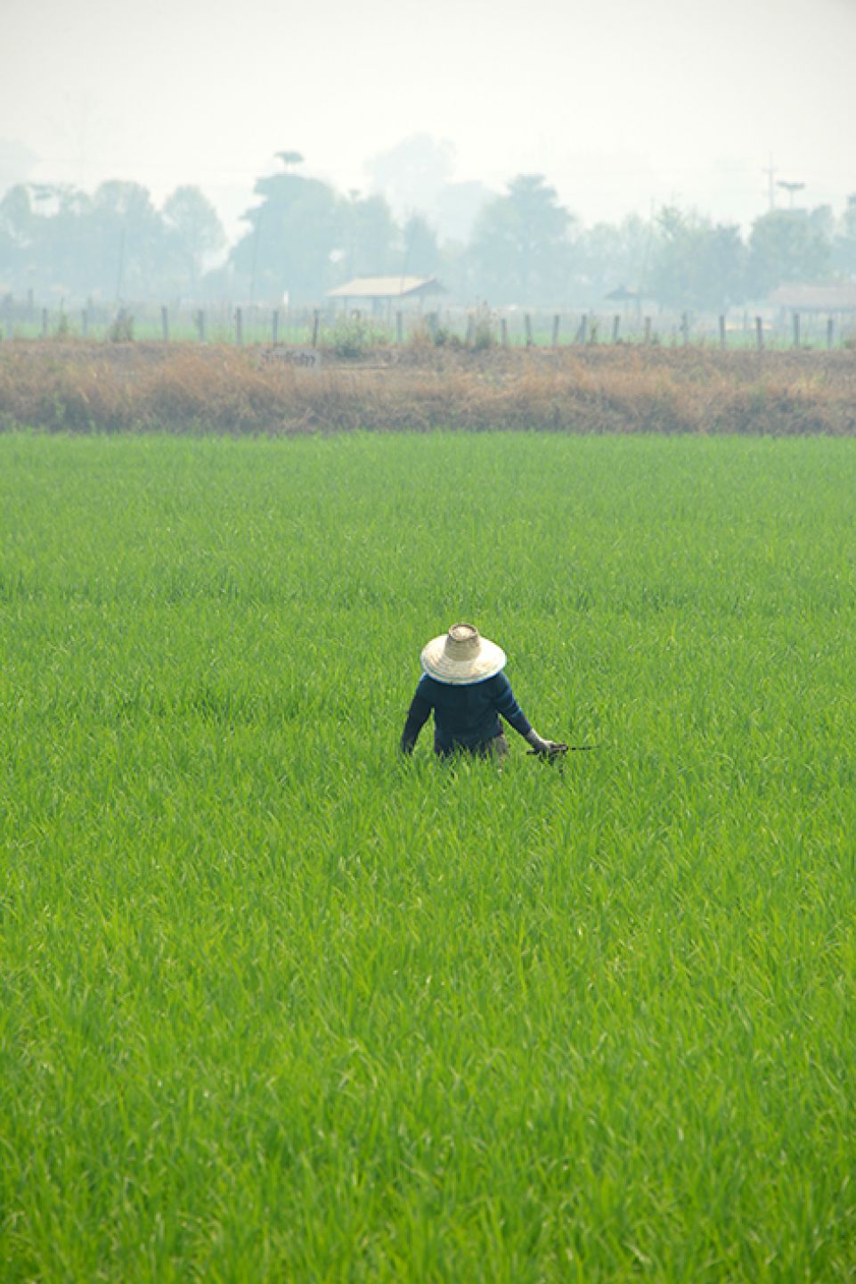 Thailand 20
